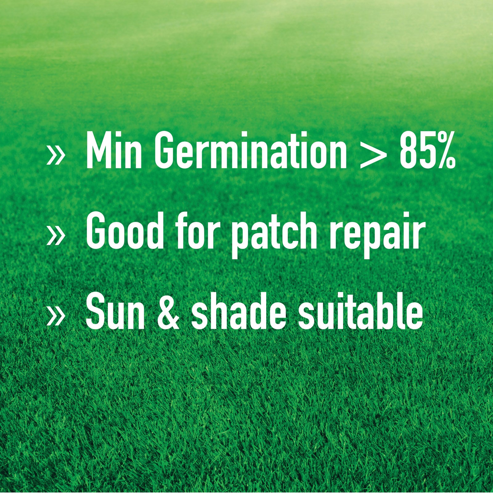 Munns Professional 1.1kg Couch Lawn Seed Blend Drought Tolerant