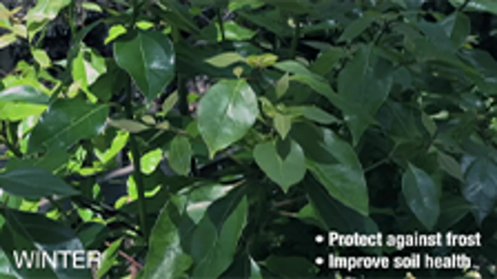 Seasol Plant + Soil Booster 4kg Granular Time-Release Fertiliser