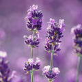 Glade Gel Air Freshener 180g - Lavender