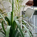 Rapid 0.9L Ivory Steel Watering Can - Powder-Coated with Narrow Spout for Indoor Plants