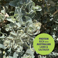 Bunji Native Superfoods Nanna's Lamb & Saltbush Stew Dog Treat 400g Australian Made