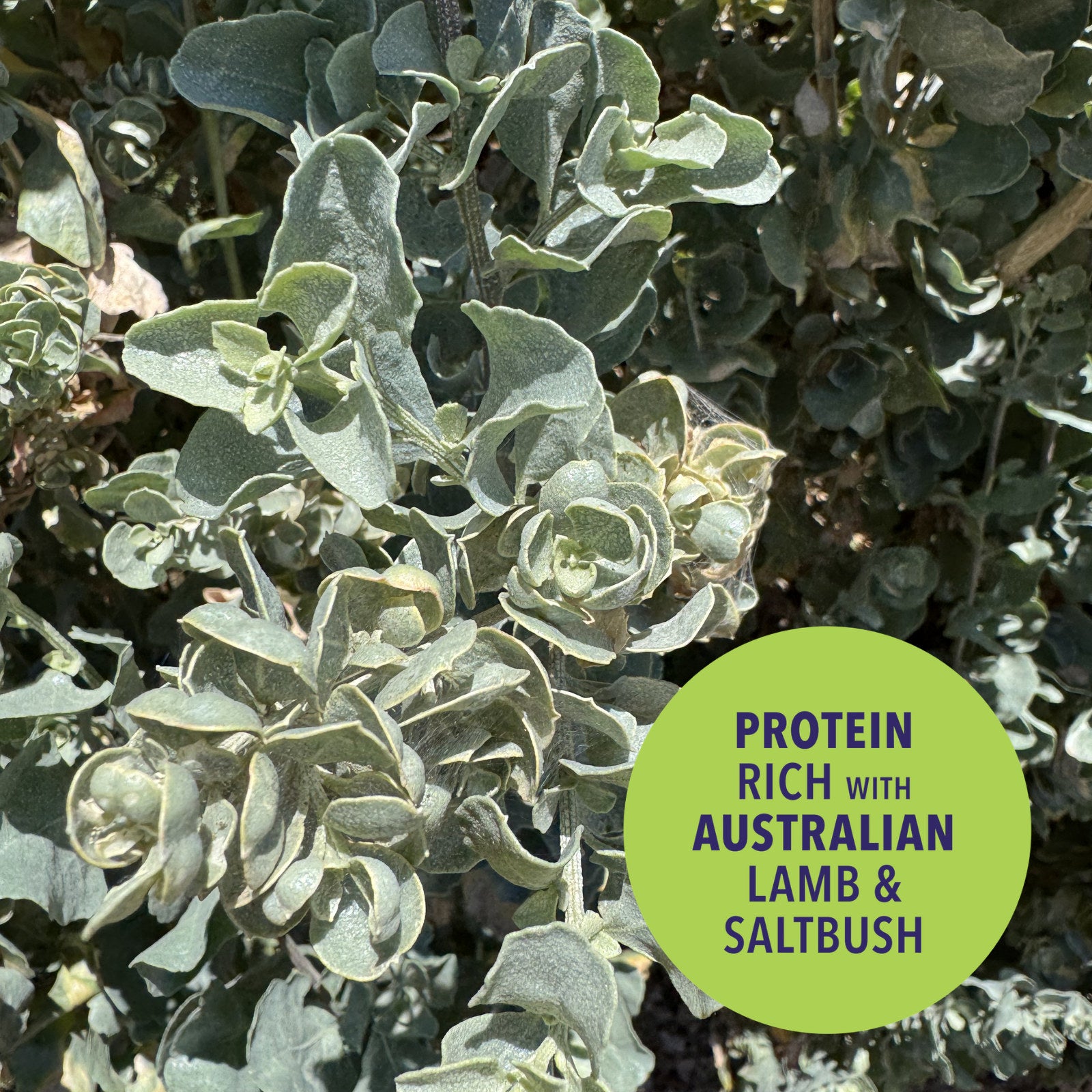 Bunji Native Superfoods Nanna's Lamb & Saltbush Stew Dog Treat 400g Australian Made