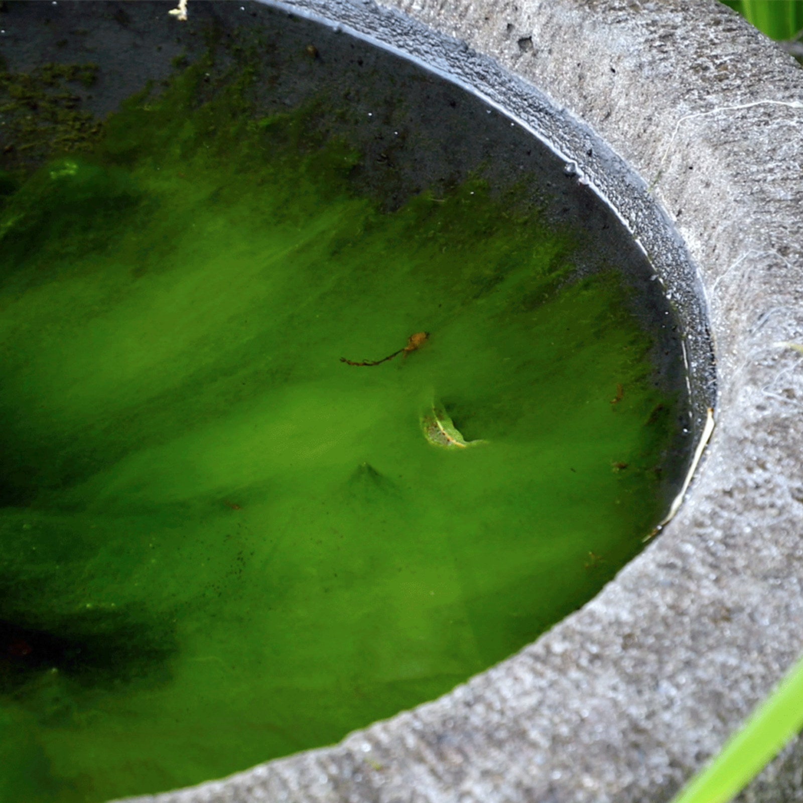 Aquapro 20g Pond Algae Block - Treats Up to 800L