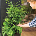 Holman Greenwall Slim Mounted Kit 198 x 535mm - Black Vertical Garden with Watering System