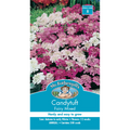 Mr Fothergill's Candytuft Fairy Mixed Flower Seeds - Hardy Edging & Bedding Annual