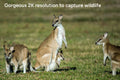 Kogan Binoculars with Night Vision and 2K Video Resolution - SuperSaverAU - view 4
