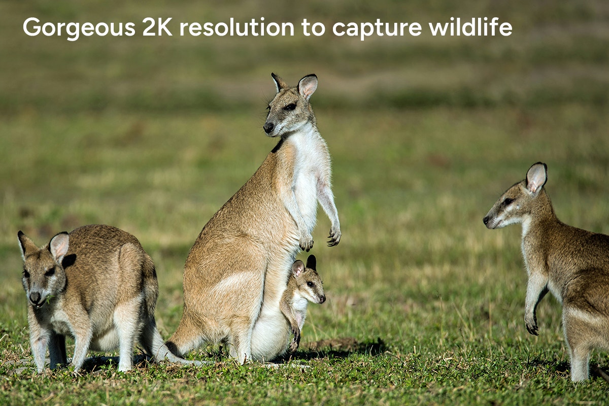 Kogan Binoculars with Night Vision and 2K Video Resolution - SuperSaverAU - view 4