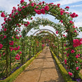 Premium Metal Garden Arch Trellis – Dark Green for Climbing Plants
