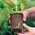 10pcs Biodegradable Seedling Trays 12-Hole Garden Starter, Eco-Friendly, 16.5x12x12 cm - SuperSaverAU - view 3