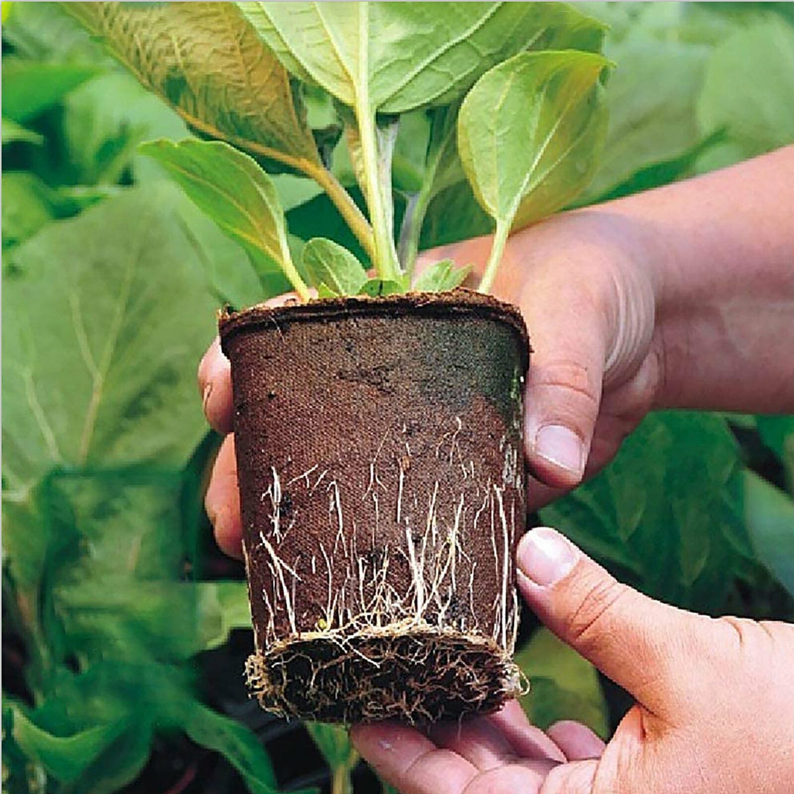 10pcs Biodegradable Seedling Trays 12-Hole Garden Starter, Eco-Friendly, 16.5x12x12 cm - SuperSaverAU - view 3