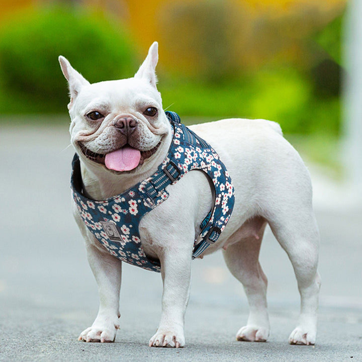 Premium Saxony Blue Floral Reflective Dog Harness Size XS