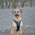 Premium Black Reflective Heavy Duty No Pull Dog Harness Size XS