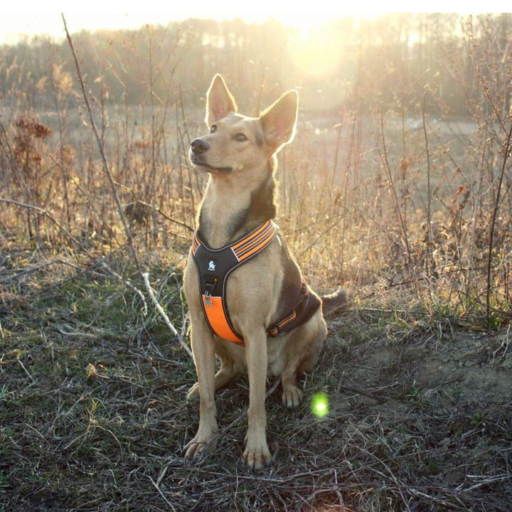 Premium Orange Sports Reflective Heavy Duty No Pull Dog Harness Size M
