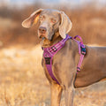 Premium Purple Adventurer 3M Reflective No Pull Dog Harness Size XL