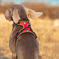 Premium Red Adventurer 3M Reflective No Pull Dog Harness Size S