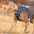 Premium Royal Blue Adventurer 3M Reflective No Pull Dog Harness Size L
