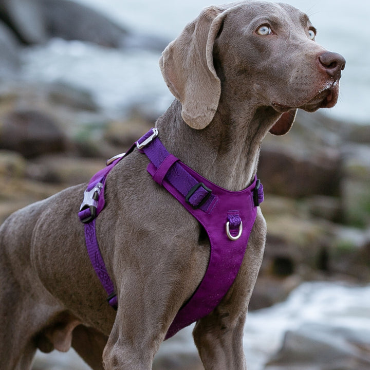 Premium Purple Lightweight Tactical Dog Harness Size XS