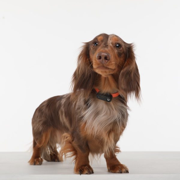 Tickless Mini Electronic Tick Repeller for Cats and Small Dogs - 94% Efficiency, Rechargeable, Safe for Pets