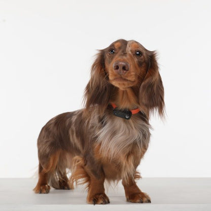 Tickless Mini Electronic Tick Repeller for Cats and Small Dogs - 94% Efficiency, Rechargeable, Safe for Pets