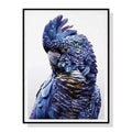 Premium Black Cockatoo Canvas Wall Art with Black Frame - 70 x 100cm