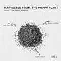3.5Kg Poppy Seeds Unwashed Bucket Papaver Somniferum For Baking and Decorating - SuperSaverAU - view 5
