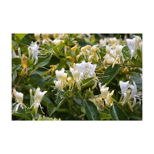 Honeysuckle Pure Plant Oil Soap Bars 100g - Australian Made, Triple Milled