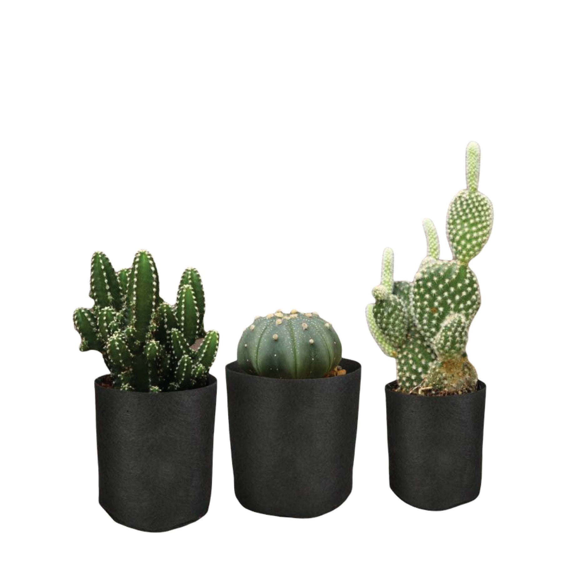 Fabric Plant Grow Bags 1 Gallon / 3.8L - Durable Non-Woven Felt, 6 Pack - SuperSaverAU - view 2
