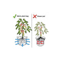 Fabric Plant Grow Bags 1 Gallon / 3.8L - Durable Non-Woven Felt, 6 Pack - SuperSaverAU - view 3