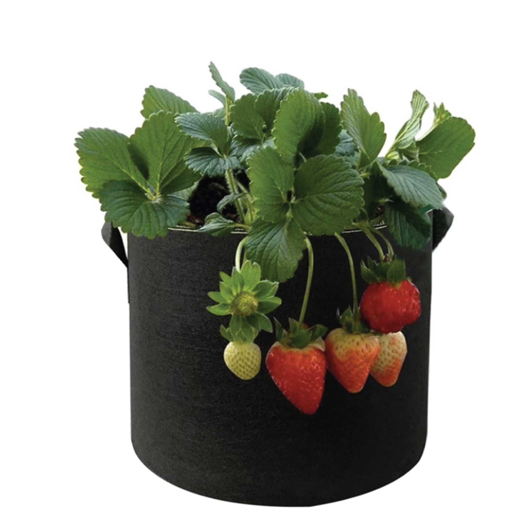 V238 Fabric Plant Grow Bags 10 Gallon / 38L Black Non-Woven Felt - 6 Pack - SuperSaverAU - view 3