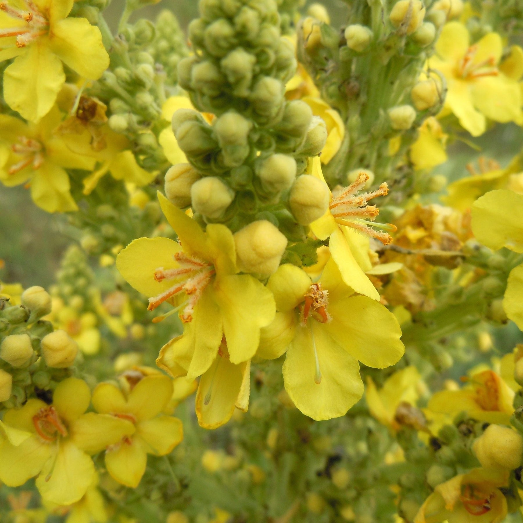 400g Organic Mullein Leaf - Dried Herbal Verbascum Thapsis - SuperSaverAU - view 8