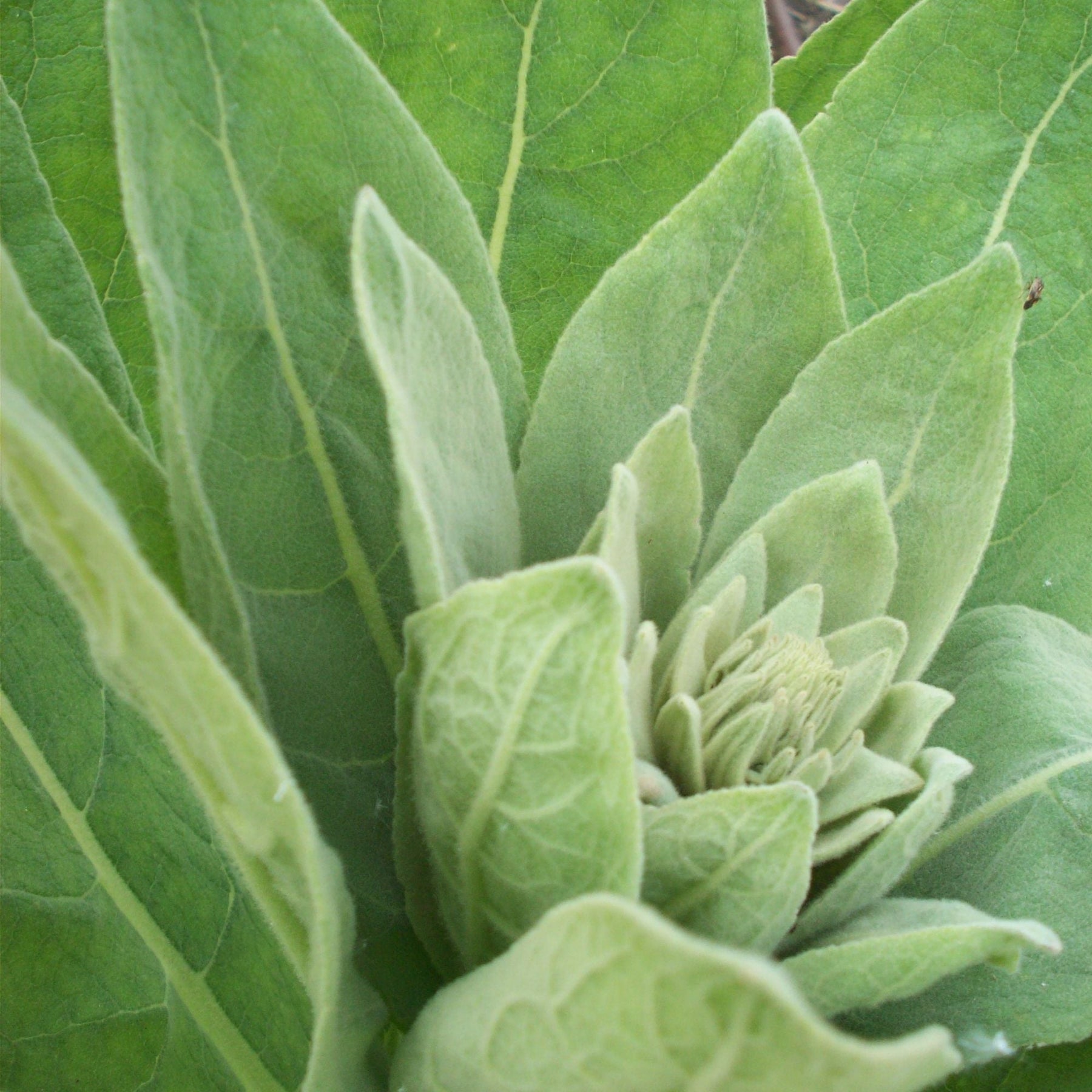 400g Organic Mullein Leaf - Dried Herbal Verbascum Thapsis - SuperSaverAU - view 10