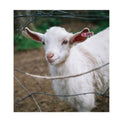 Pink Numbered Mini Ear Tag Set 1-100, 5x2cm for Cattle, Sheep, Pig, Livestock - SuperSaverAU - view 4