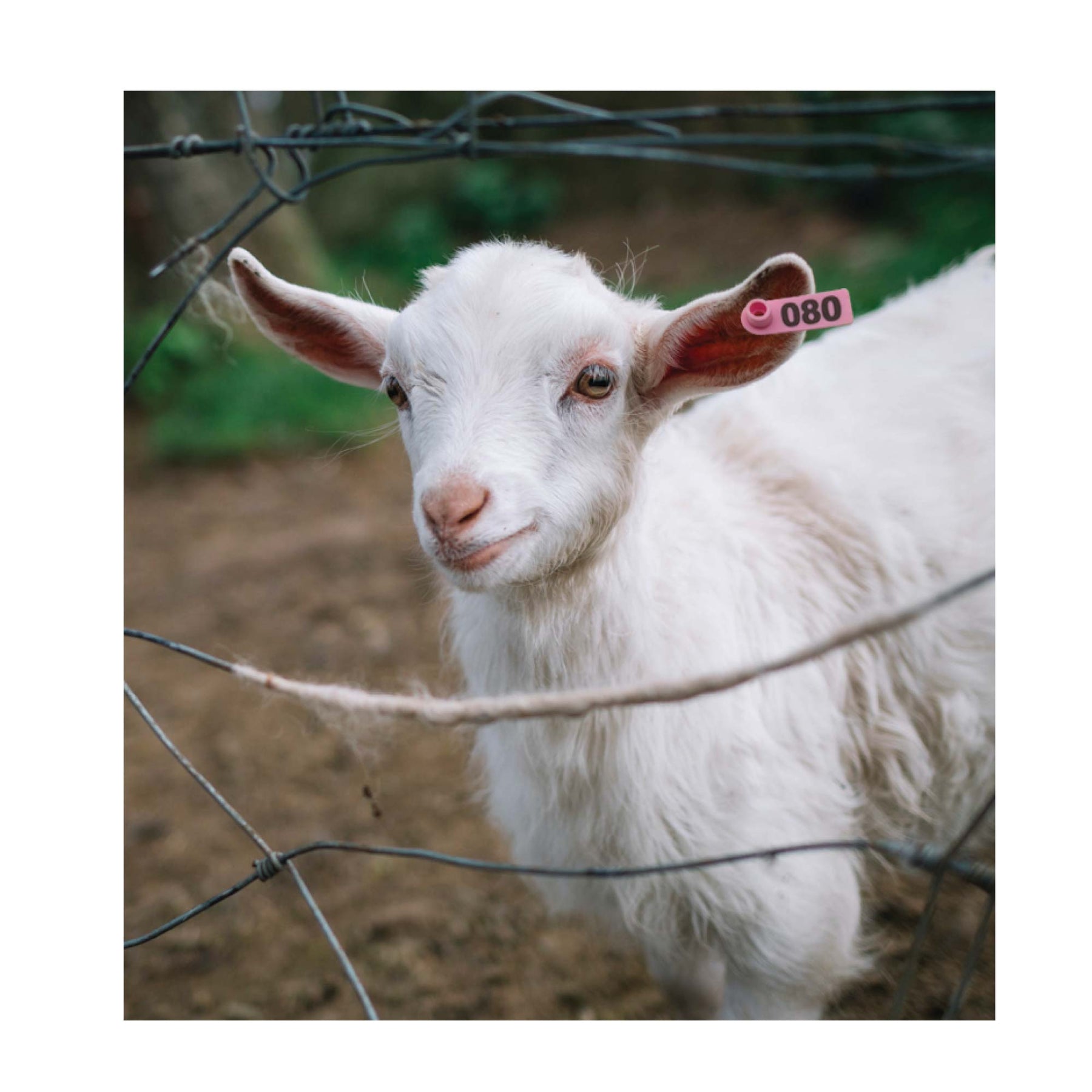 Pink Numbered Mini Ear Tag Set 1-100, 5x2cm for Cattle, Sheep, Pig, Livestock - SuperSaverAU - view 4