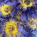 Orku 10g Dried Blue Lotus Flowers - Whole Open Lily Nymphaea Caerulea - SuperSaverAU - view 3