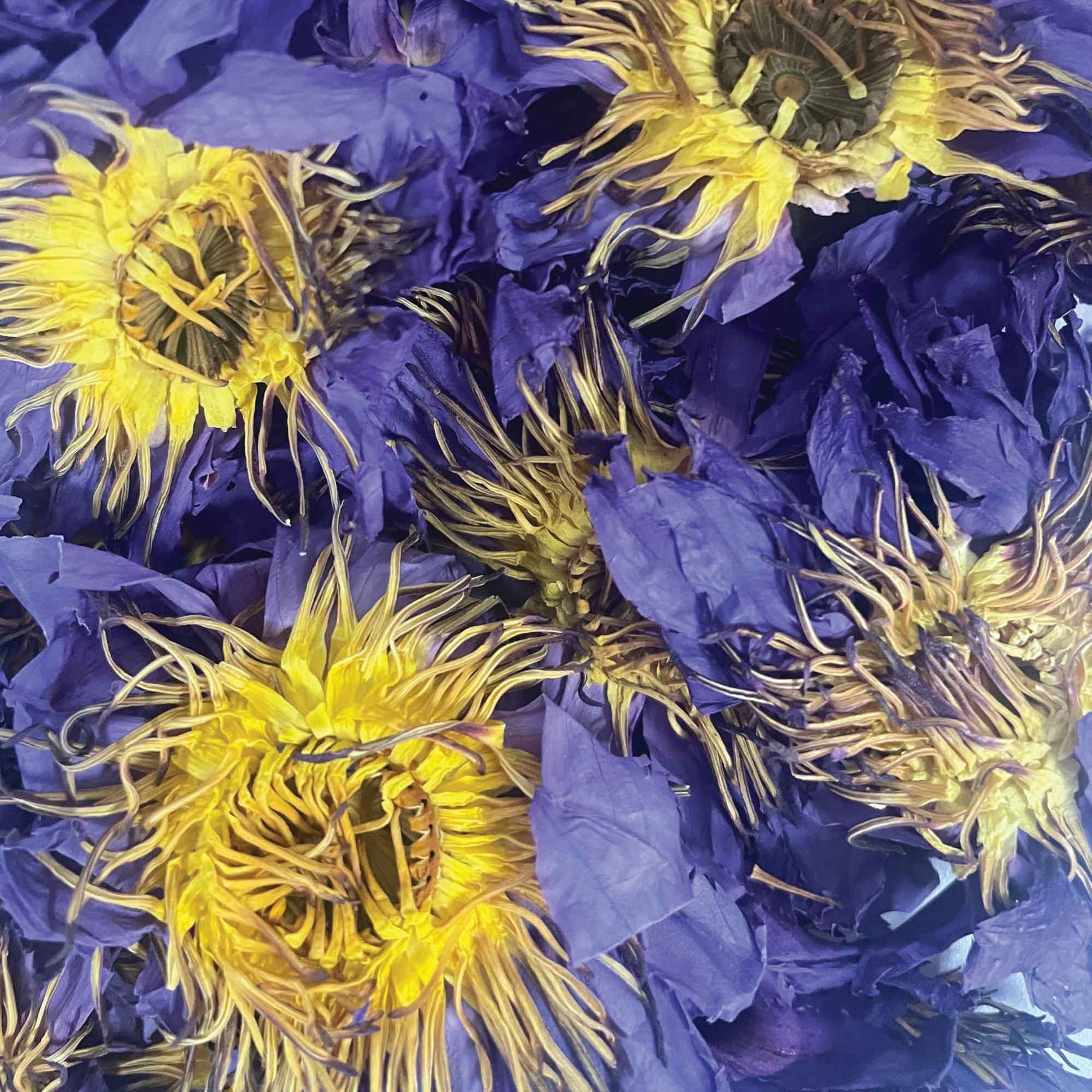 Orku 10g Dried Blue Lotus Flowers - Whole Open Lily Nymphaea Caerulea - SuperSaverAU - view 3