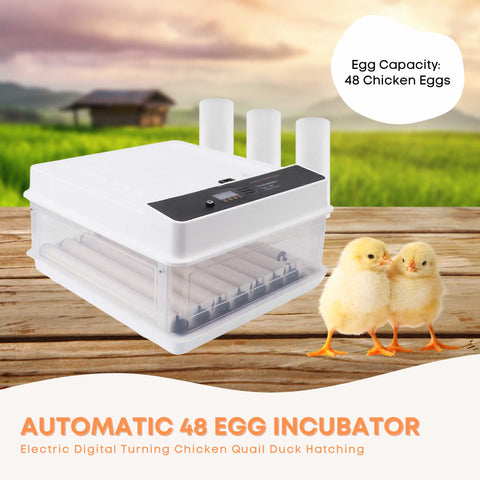 Premium Automatic 70 Egg Incubator with Digital Turning