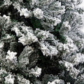 Christabelle Snow-Tipped Artificial Christmas Tree 1.5m - 550 Tips - SuperSaverAU - view 4