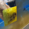 Minfactory 4X Fish Tank Moss Scrubber, 11.5cm x 8.5cm, Reusable Algae Cleaner - SuperSaverAU - view 5