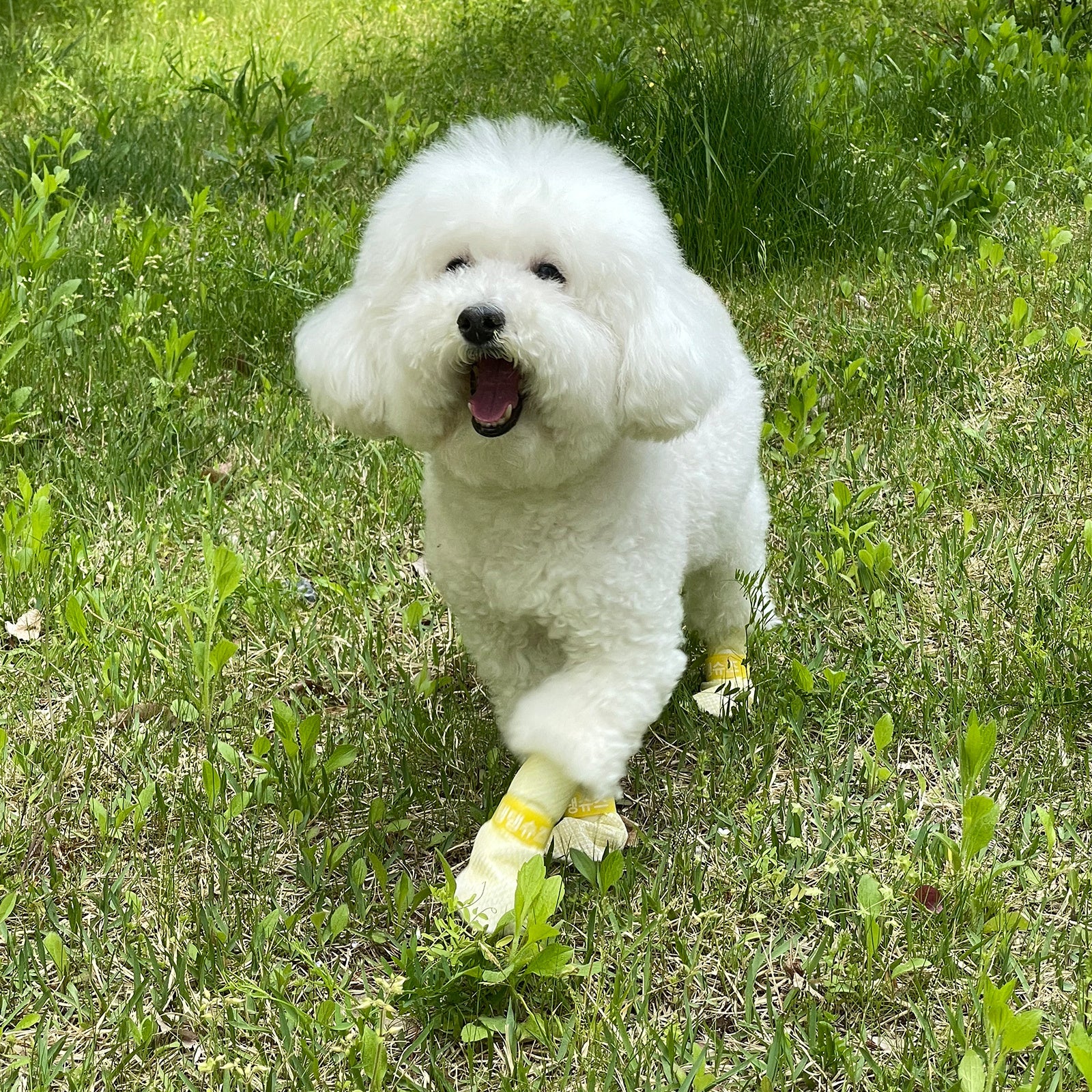Daeng Daeng Shoes 28pc XS Waterproof Disposable Dog Boots Anti-Slip Yellow - SuperSaverAU - view 2