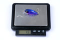 Durable ABS 4.3cm Popper Crank Bait Fishing Lure 5 Colors for Saltwater/Freshwater - SuperSaverAU - view 6
