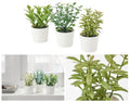 Premium Artificial Herb Potted Plants in White Pots - 3 Pack
