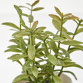 Premium Artificial Herb Potted Plants in White Pots - 3 Pack