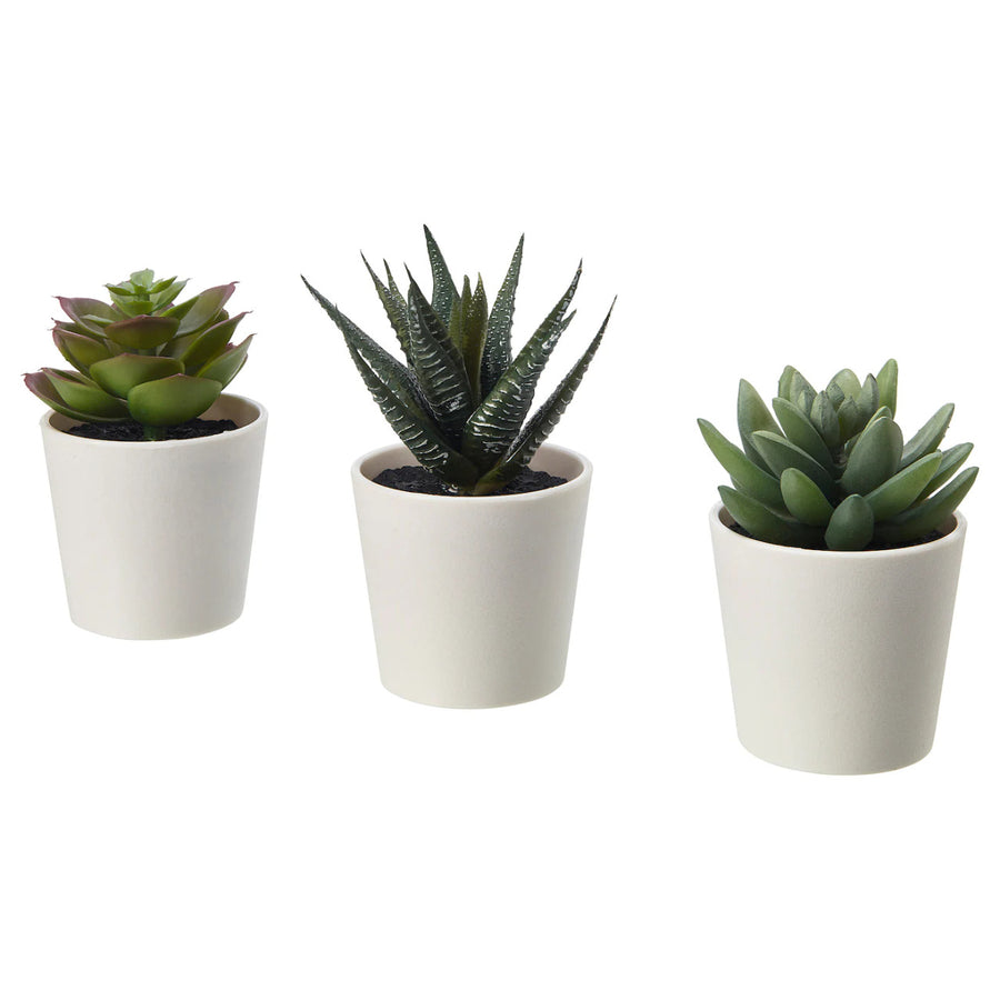3 Pack of Artificial Succulent Plants in 6cm White Pots - No Watering Needed - SuperSaverAU - view 1