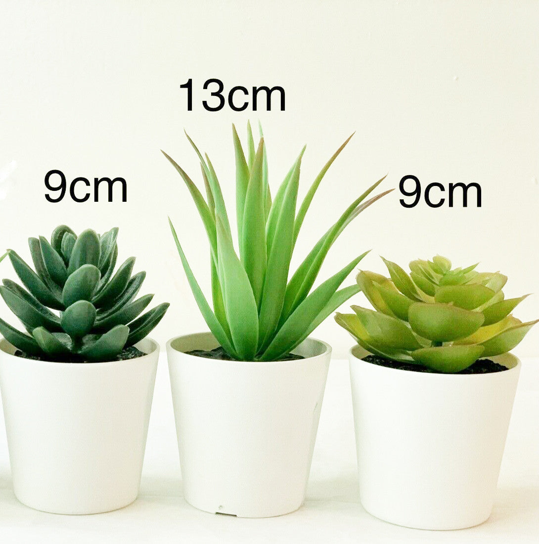 3 Pack of Artificial Succulent Plants in 6cm White Pots - No Watering Needed