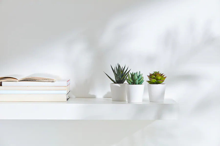 3 Pack of Artificial Succulent Plants in 6cm White Pots - No Watering Needed - SuperSaverAU - view 4