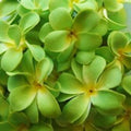 1 Set of 20 LED Green Frangipani Flower Battery String Lights - SuperSaverAU - view 3