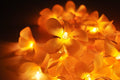 1 Set of 20 LED Orange Frangipani Flower Battery String Lights Christmas Gift Home Wedding Party Decoration Outdoor Table Garland Wreath - SuperSaverAU - view 5