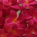 1 Set of 20 LED Deep Red Frangipani Flower Battery String Lights Christmas Gift Home Wedding Party Decoration Outdoor Table Garland Wreath - SuperSaverAU - view 4