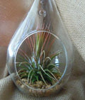 4 Pack of Clear Glass Hanging Tear Drop Tea Light Holders - 20cm High - SuperSaverAU - view 3