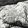 Bianca Boscage Black Forest Quilted Coverlet Set - Queen/King